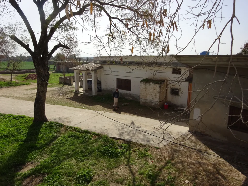 A tree overlooking a grassy courtyard and a low building.